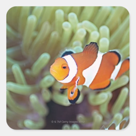 ピエロANEMONEFISH 4 スクエアシール (正面)