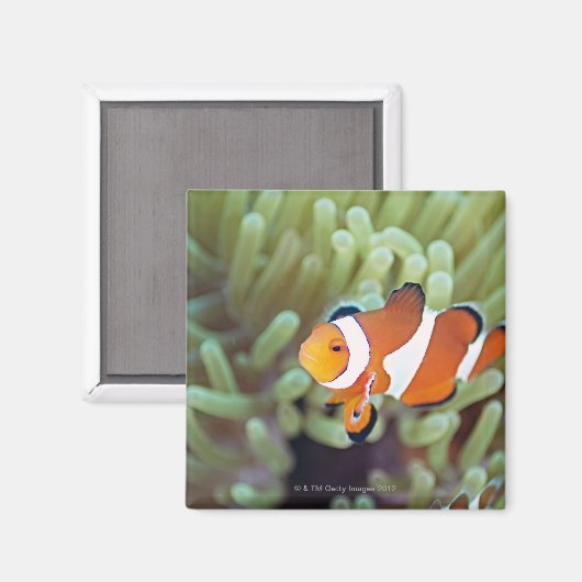 ピエロANEMONEFISH 4 マグネット (正面/裏面)