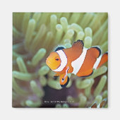 ピエロANEMONEFISH 4 マグネット (正面)