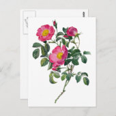 ピエールジョセフレドゥテバラ ポストカード (正面/裏面)