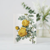 ピエールジョセフ・ルドゥート – ローザスルフレア ポストカード (スタンド正面)