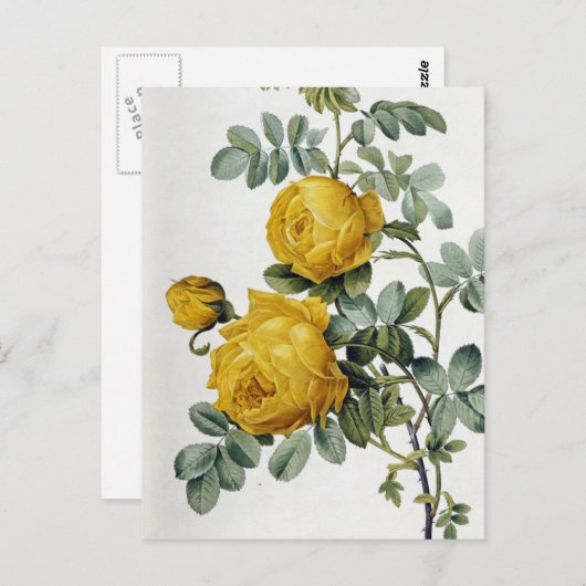 ピエールジョセフ・ルドゥート – ローザスルフレア ポストカード (正面/裏面)