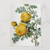 ピエールジョセフ・ルドゥート – ローザスルフレア ポストカード (正面)