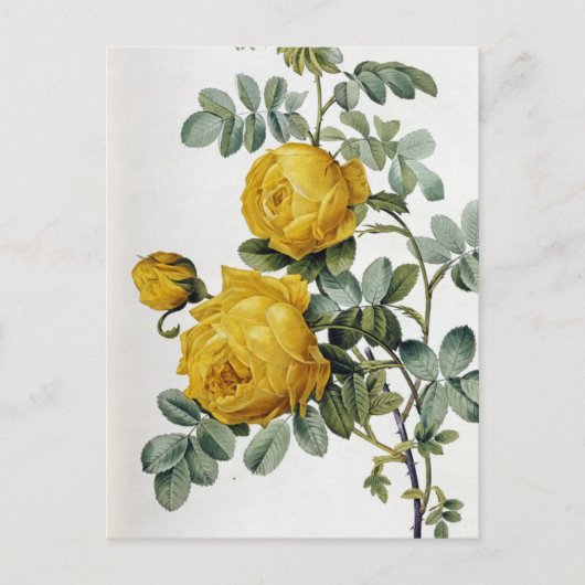 ピエールジョセフ・ルドゥート – ローザスルフレア ポストカード (正面)