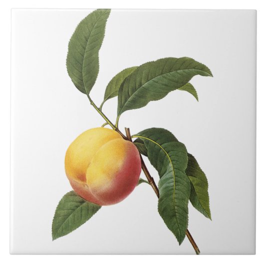 ピエールヨセフRedoutéのヴィンテージのモモの絵画のタイル タイル (正面)