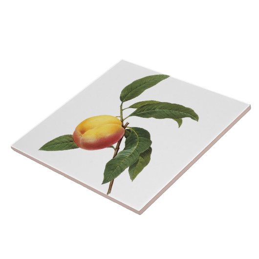 ピエールヨセフRedoutéのヴィンテージのモモの絵画のタイル タイル (側面)