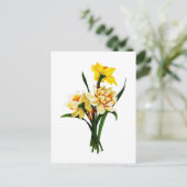 ピエールヨセフRedoute著ラッパスイセンかスイセン ポストカード (スタンド正面)