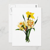 ピエールヨセフRedoute著ラッパスイセンかスイセン ポストカード (正面/裏面)