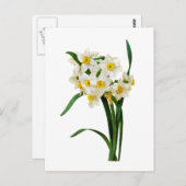 ピエールヨセフRedoute著ラッパスイセンかスイセン ポストカード (正面/裏面)