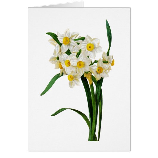 ピエールヨセフRedoute著白いスイセン (正面)