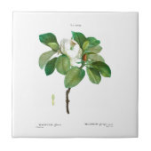 ピエール – ジョセフレドウテマグノリアセラミックタイル タイル (正面)