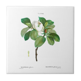 ピエール – ジョセフレドウテマグノリアセラミックタイル タイル