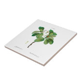 ピエール – ジョセフレドウテマグノリアセラミックタイル タイル (側面)