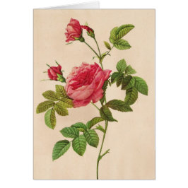 ピエール・ジョセフ・レッドテ・ローザ・イネロマ