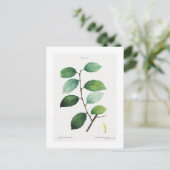 ピエール・ジョセフ・レドゥテの植物画「ヤナギ」ポストカード ポストカード (スタンド正面)