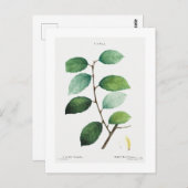 ピエール・ジョセフ・レドゥテの植物画「ヤナギ」ポストカード ポストカード (正面/裏面)