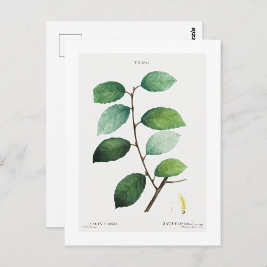 ピエール・ジョセフ・レドゥテの植物画「ヤナギ」ポストカード ポストカード (正面/裏面)