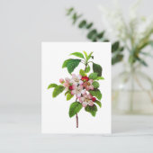 ピエール・ジョセフ・レドゥートのピンクのリンゴの花 ポストカード (スタンド正面)