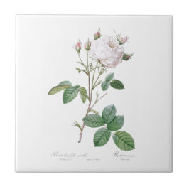 ピエール – ジョゼフ・レドゥーテ「キャベツバラ」セラミックタイル タイル