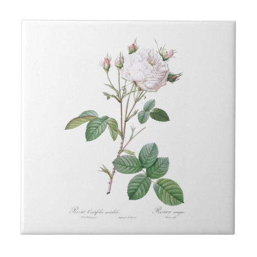 ピエール – ジョゼフ・レドゥーテ「キャベツバラ」セラミックタイル タイル (正面)
