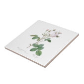 ピエール – ジョゼフ・レドゥーテ「キャベツバラ」セラミックタイル タイル (側面)