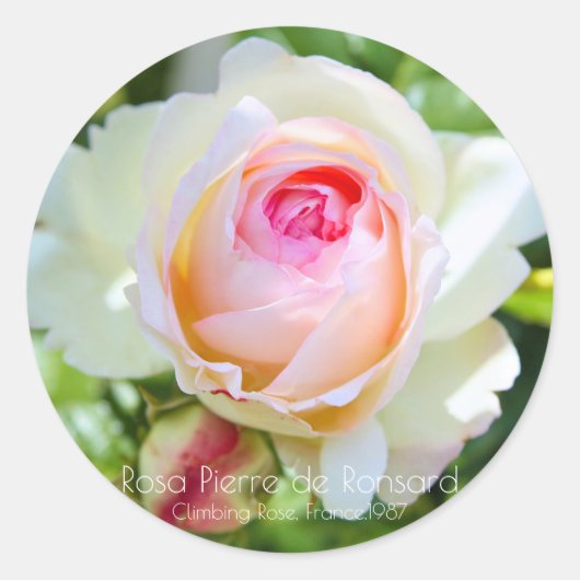ピエール・ドゥ・ロンサール ラウンドシール (正面)