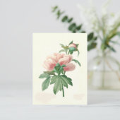 ピオニーバイピエールジョセフレドゥーテ ポストカード (スタンド正面)