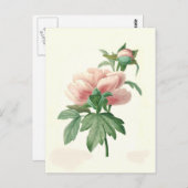 ピオニーバイピエールジョセフレドゥーテ ポストカード (正面/裏面)