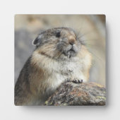 ピカデスクトッププラーク フォトプラーク (正面)