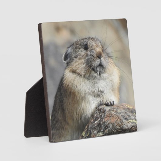 ピカデスクトッププラーク フォトプラーク (正面)