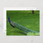 ピカラフルークカード ポストカード (正面/裏面)