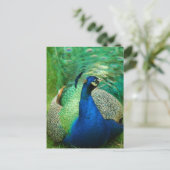 ピカラフルーコックはがき ポストカード (スタンド正面)