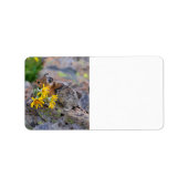 ピカ ラベル (正面)