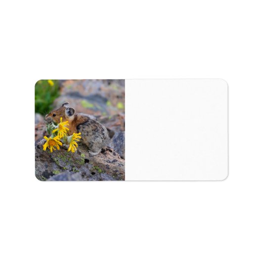 ピカ ラベル (正面)