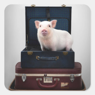 ピギーステッカーを詰める スクエアシール