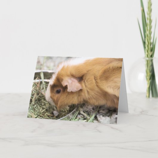 ピギー カード (正面)