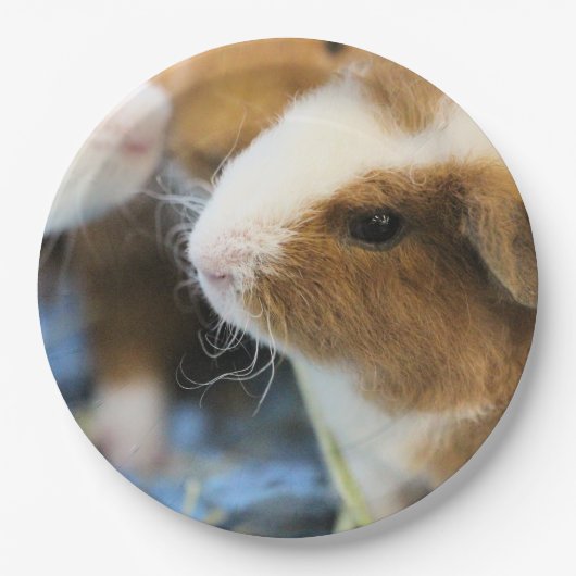 ピギー ペーパープレート (正面)