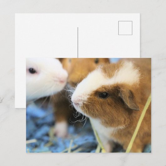 ピギー ポストカード (正面/裏面)