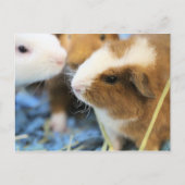 ピギー ポストカード (正面)