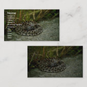 ピギー·ラトルズナケ 名刺 (正面/裏面)