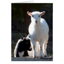 ピクニックテーブルのナイジェリアドワーフヤギ