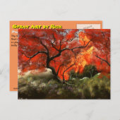 ピクニック ツリー ポストカード (正面/裏面)