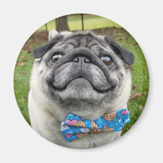 ピクルス磁石 マグネット