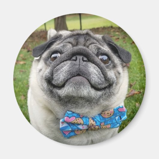 ピクルス磁石 マグネット (正面)