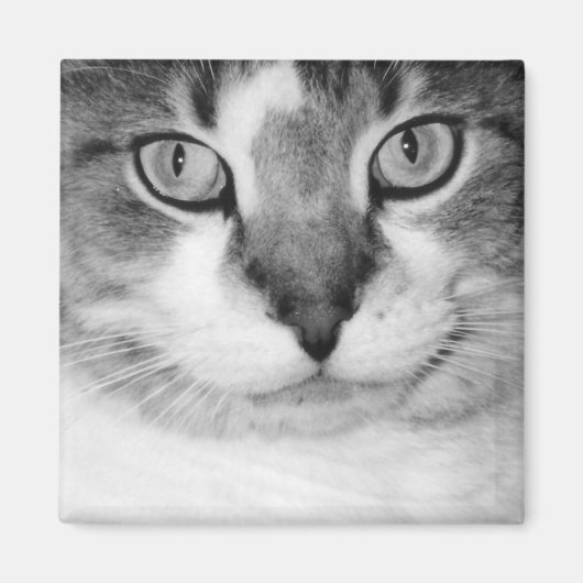 ピクルマグネット マグネット (正面)