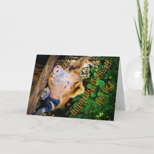 ピグアウト誕生日カード カード (正面)