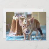 ピグアンドケーキ誕生日招待状 招待状 (裏面)