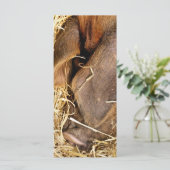 ピグカード (スタンド正面)