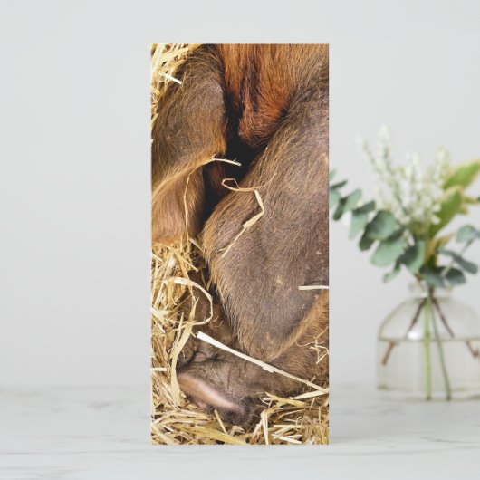 ピグカード (スタンド正面)