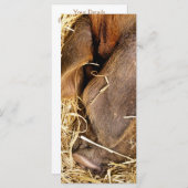 ピグカード (正面/裏面)